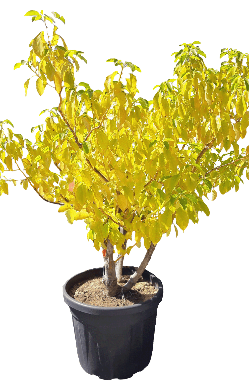 Cinnamomum camphora (Camphrier)
