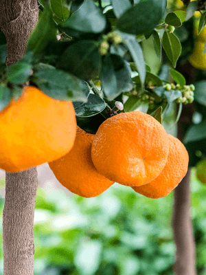 
                  
                    Mandarinier chinois Citrus chinotto
                  
                