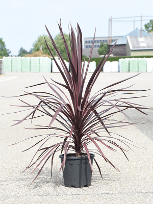 Cordyline australis 'Black Night