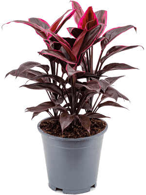 Cordyline fruticosa Mambo Ti plant