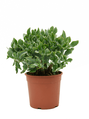 
                  
                    Crassula argentea
                  
                