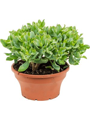 
                  
                    Crassula argentea
                  
                