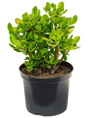 
                  
                    Crassula ovata arbre de jade
                  
                