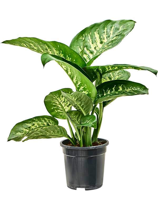 Dieffenbachia seguine Tropic Snow