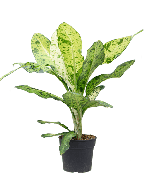 Dieffenbachia seguine 'Banana'