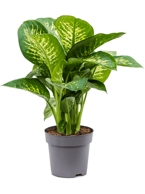 Dieffenbachia seguine 'Reeva'