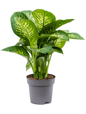 Acheter Calathea zebrina_plantes d'interieur jardinerie Natura Beziers –  NATURA, La solution végétale des professionnels