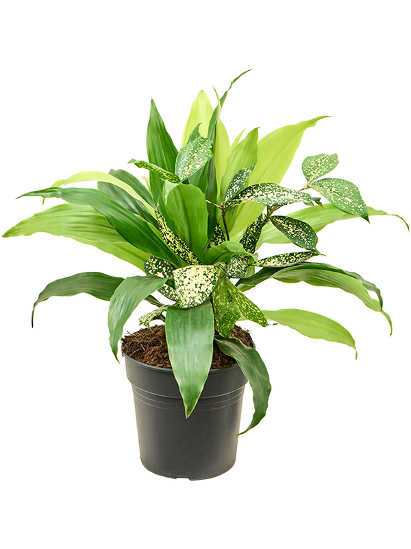 Dracaena bright