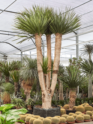 
                  
                    Dracaena Draco
                  
                