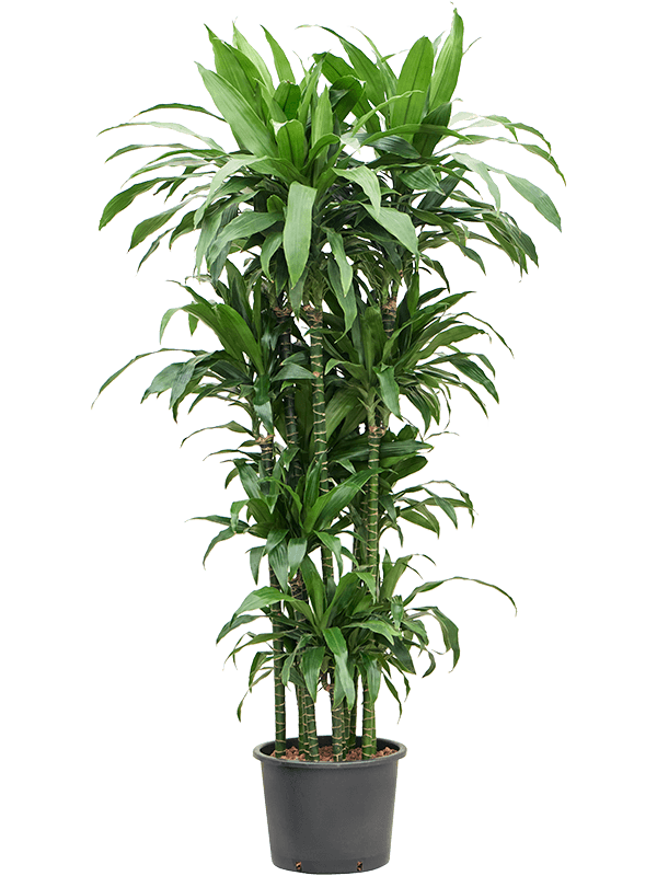 
                  
                    Dracaena fragrans Janet Craig
                  
                