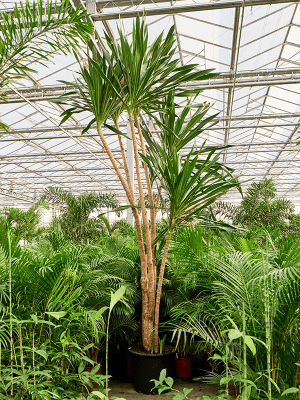 
                  
                    Dracaena gymea
                  
                