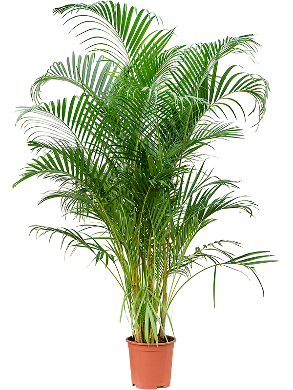 
                  
                    Areca Dypsis lutescens
                  
                