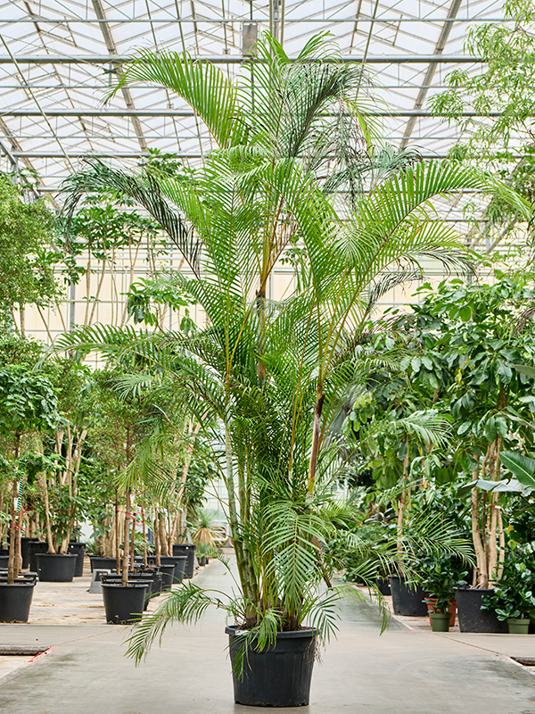 
                  
                    Areca Dypsis lutescens
                  
                