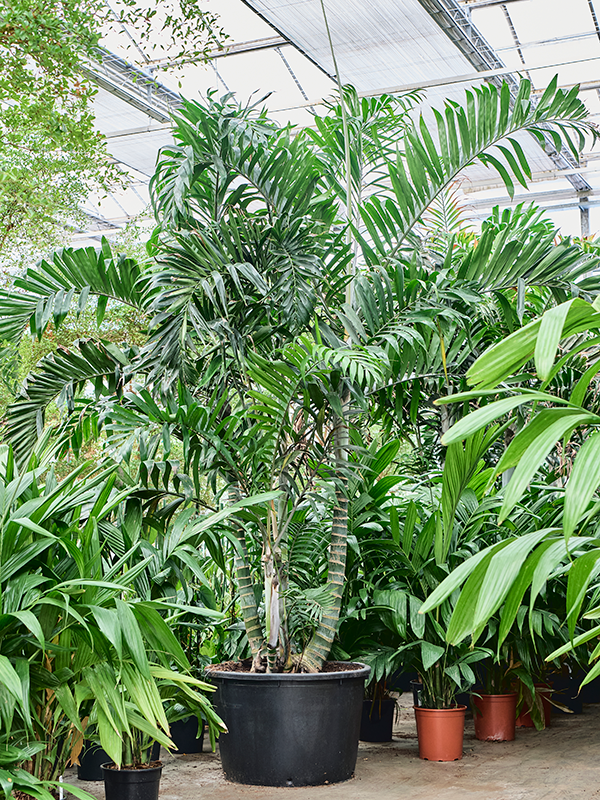 
                  
                    Areca Dypsis lutescens
                  
                