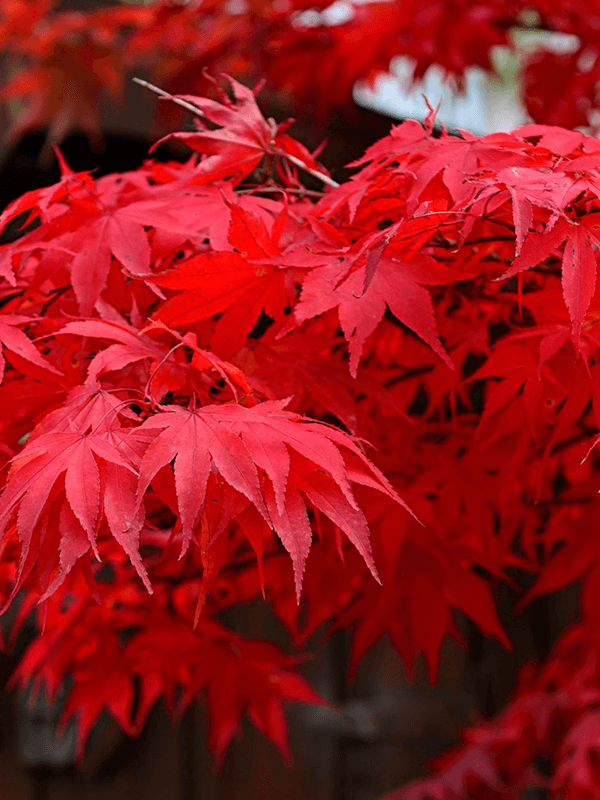 
                  
                    Erable du Japon Acer palmatum
                  
                