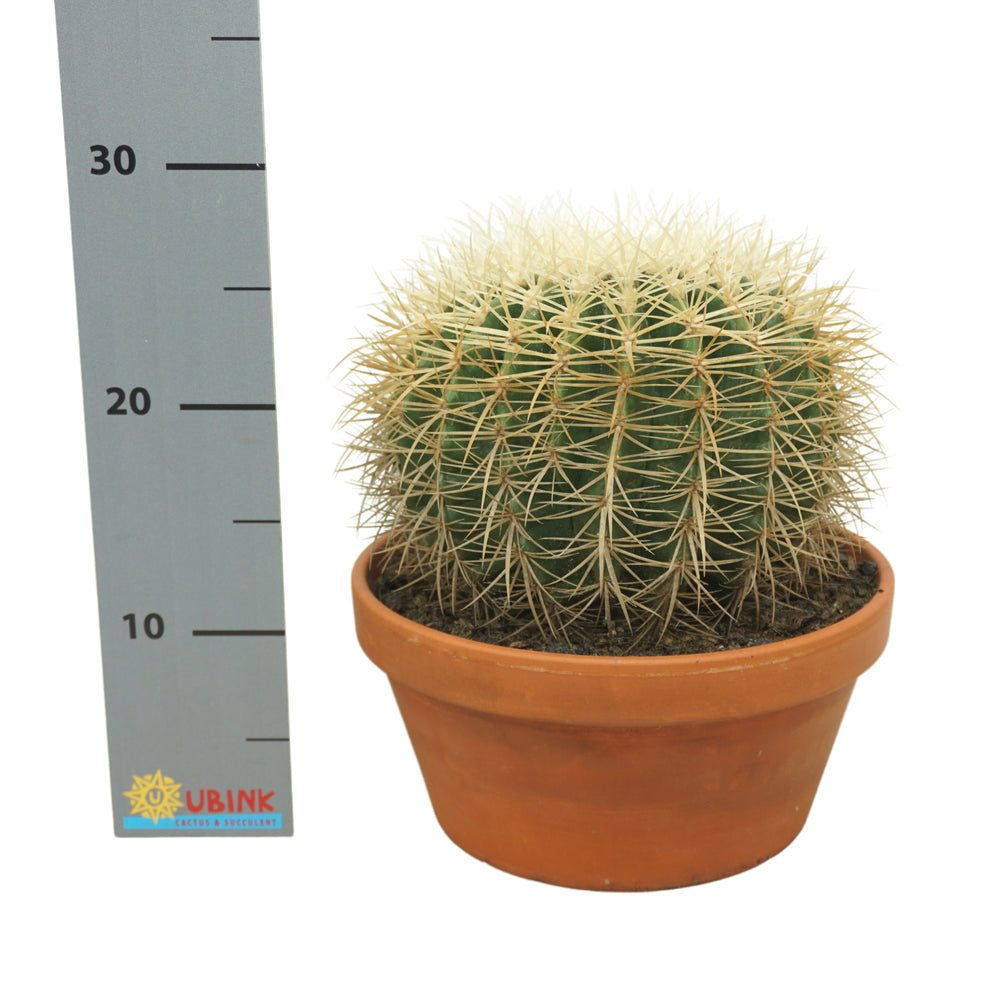 
                  
                    Echinocactus grusonii Albispina
                  
                