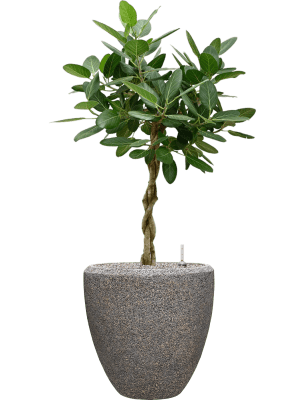 Ficus benghalensis 'Audrey' en Baq Naturescast
