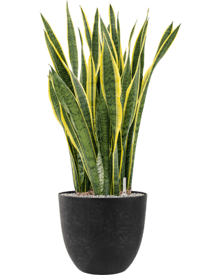 Plante pour entreprise Sansevieria trifasciata 'Laurentii' en pot