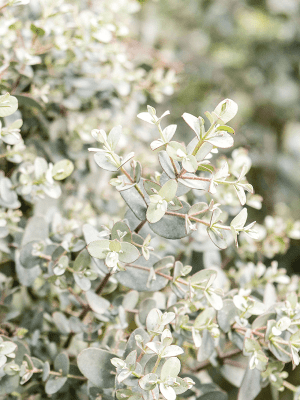 
                  
                    Eucalyptus gunnii
                  
                