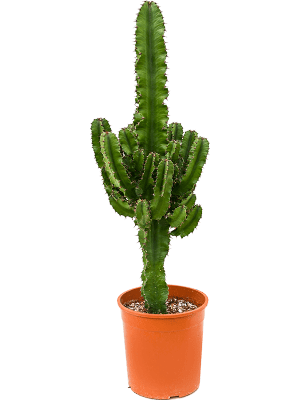 
                  
                    Euphorbia erytrea
                  
                