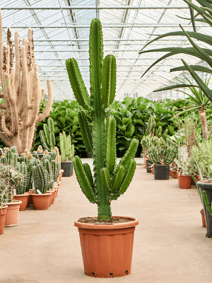 
                  
                    Euphorbia ingens
                  
                