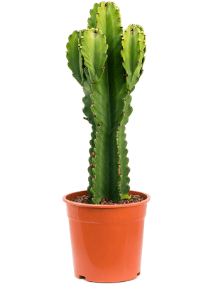 
                  
                    Euphorbia ingens
                  
                