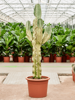 Euphorbia ingens marmorata