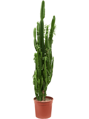
                  
                    Euphorbia trigona
                  
                