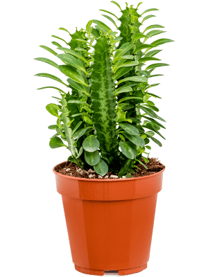 
                  
                    Euphorbia trigona
                  
                