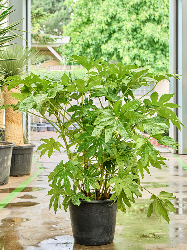 Fatsia japonica