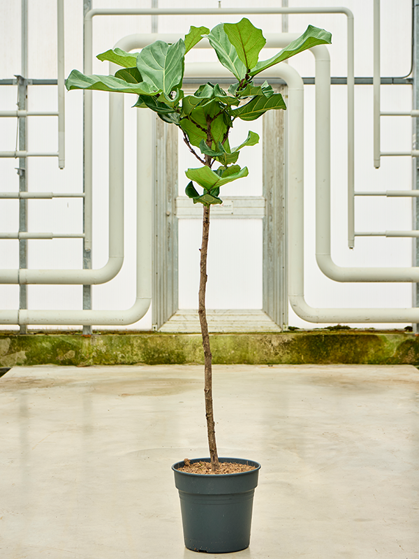 
                  
                    Ficus Lyrata
                  
                