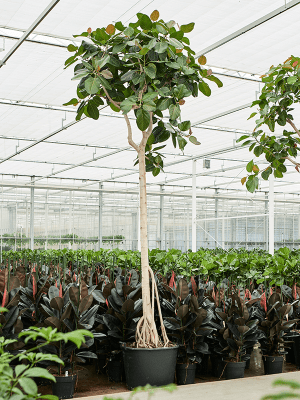 
                  
                    Ficus benghalensis
                  
                