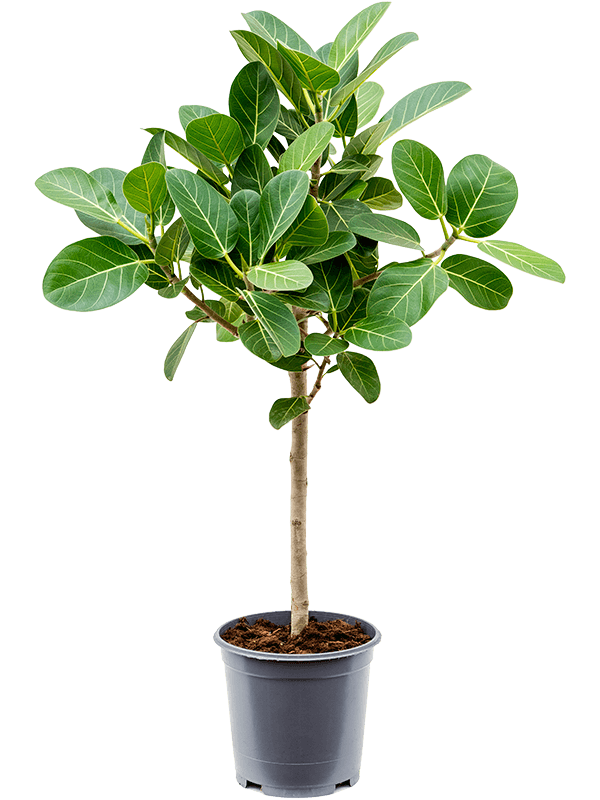 Ficus benghalensis Audrey