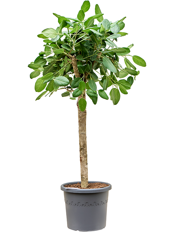 
                  
                    Ficus benghalensis Audrey
                  
                