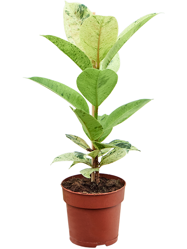 Ficus elastica Schrijveriana