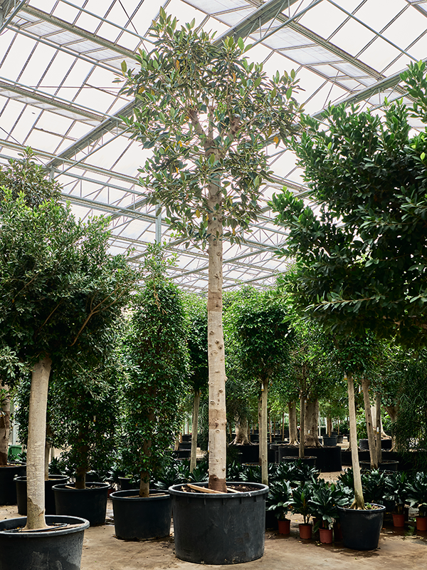 
                  
                    Ficus macrophylla
                  
                