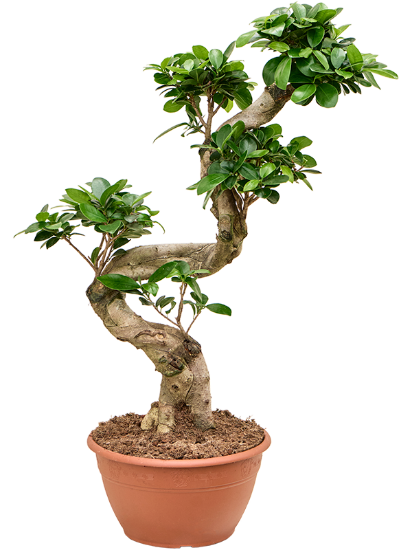 
                  
                    Ficus microcarpa Compacta Forme S
                  
                