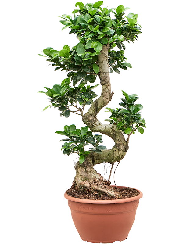 Ficus microcarpa Compacta Forme S