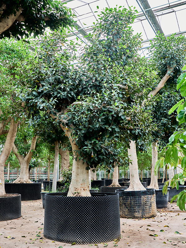 
                  
                    Ficus rubiginosa Australis
                  
                