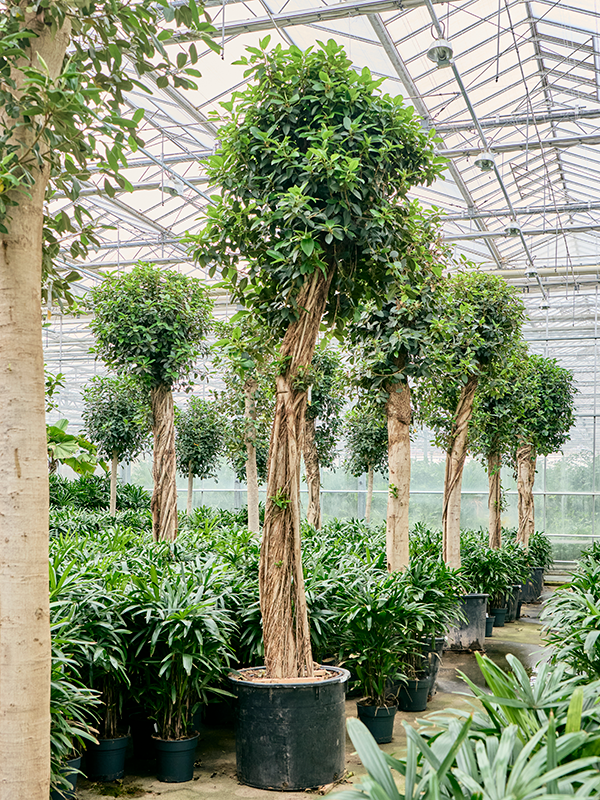 
                  
                    Ficus rubiginosa Australis
                  
                