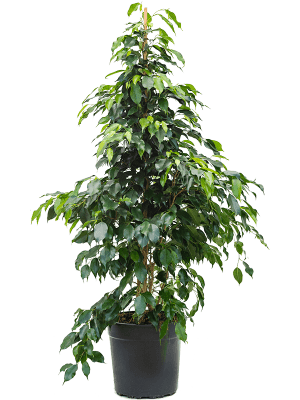 
                  
                    Ficus benjamina 'Danielle'
                  
                