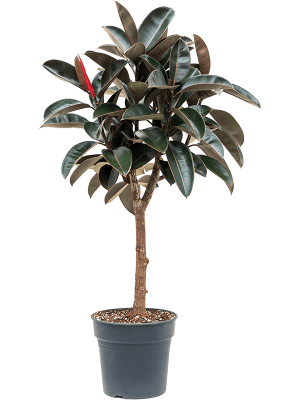 Ficus elastica abidjan