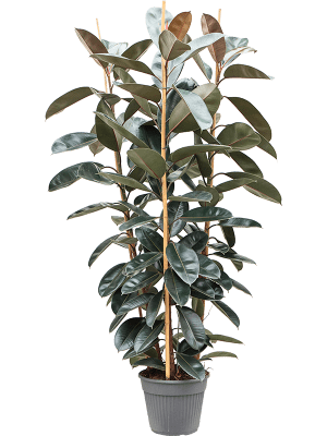 
                  
                    Ficus elastica abidjan
                  
                