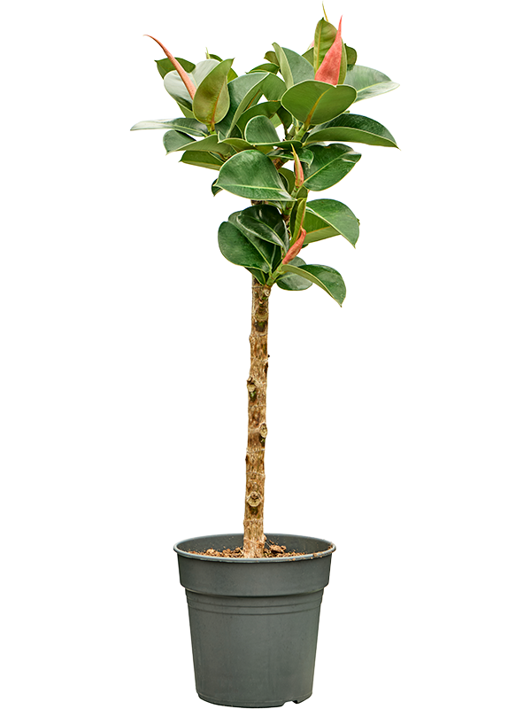 Ficus elastica Cloe