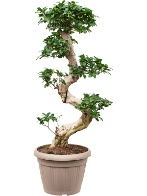 
                  
                    Ficus microcarpa Compacta Forme S
                  
                
