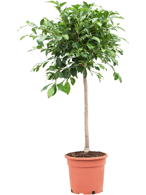 
                  
                    Ficus microcarpa 'Nitida'
                  
                
