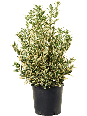 
                  
                    Fusain du japon Euonymus 'Bravo'
                  
                