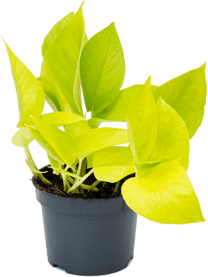 
                  
                    Pothos neon golden Scindapsus (Epipremnum)
                  
                