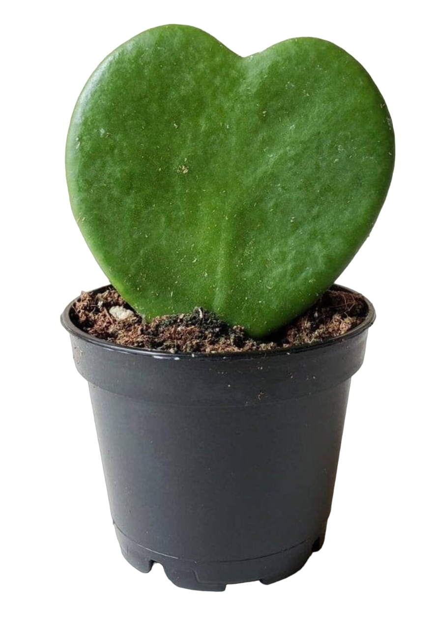 Hoya Kerrii