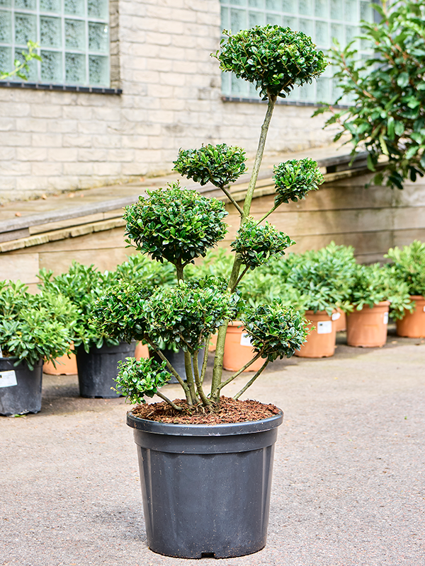 Ilex crenata Josaile